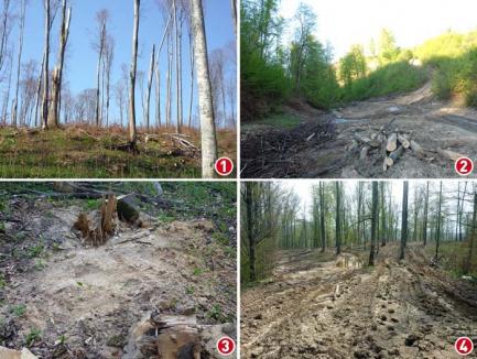 Jaf ca-n codru: Cum au furat pădurea angajaţii Ocolului Silvic Dobreşti. Printre profitori, sponsorul Poliţiei Bihor! (FOTO)